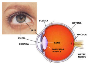 16 Essential Parts of the Human Eye - Millennium Eye Center